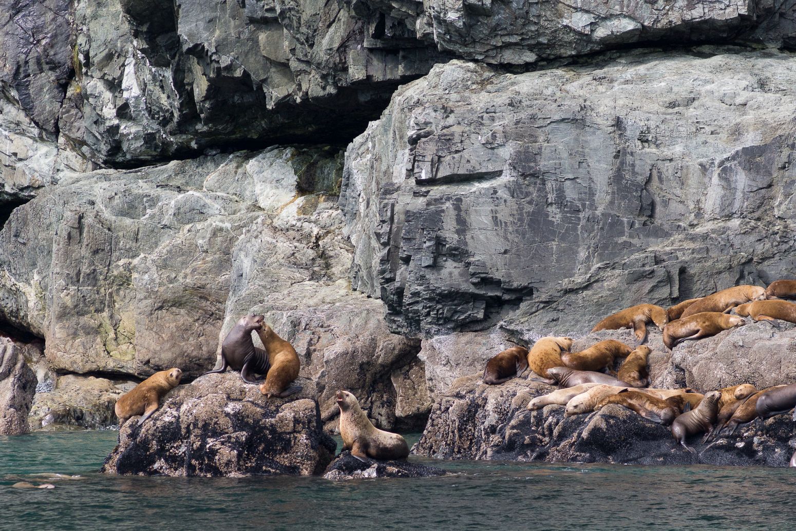 Sea lions colony in Prince William Sound, Alaska, USA