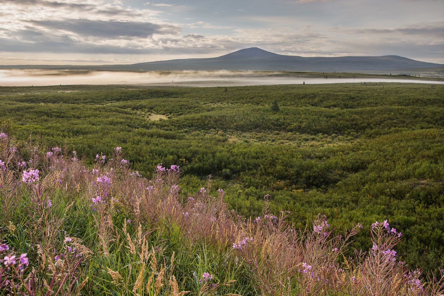 Morning mist along the Denali Hwy, Alaska, USA
