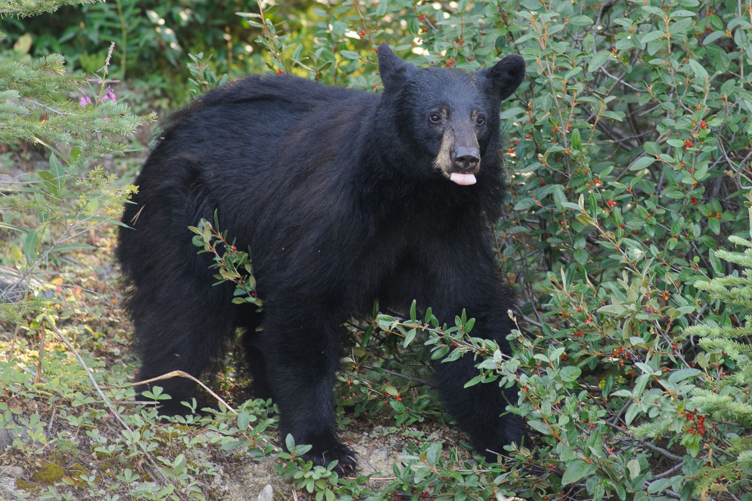 Black bear along the Icefields Pkwy, Banff NP, Alberta, Canada