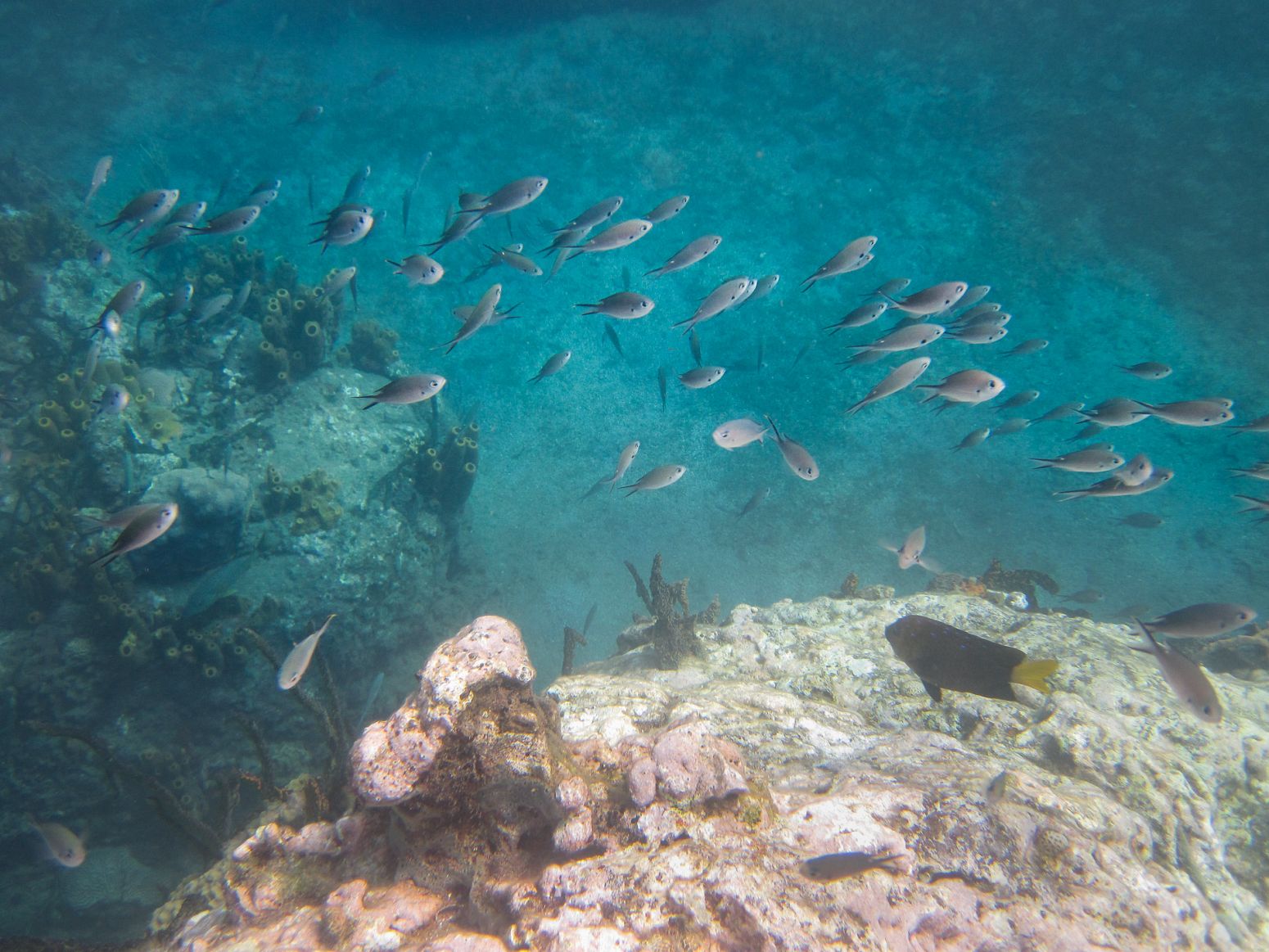 Snorkeling near Jacques Cousteau's Underwater Reserve, Guadeloupe.