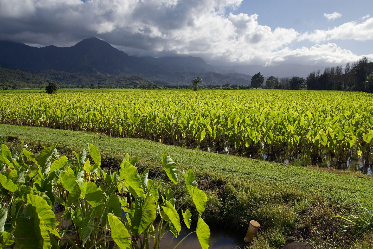 Taro fileds, Kauai, Hawaii, USA