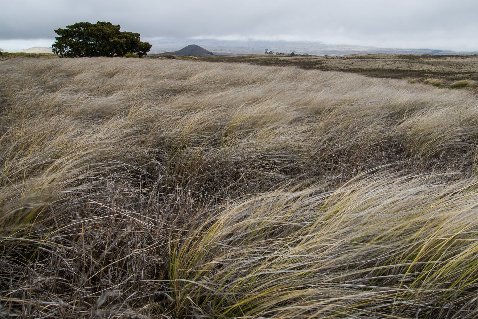 Wind in Waimea, Big Island, Hawaii, USA