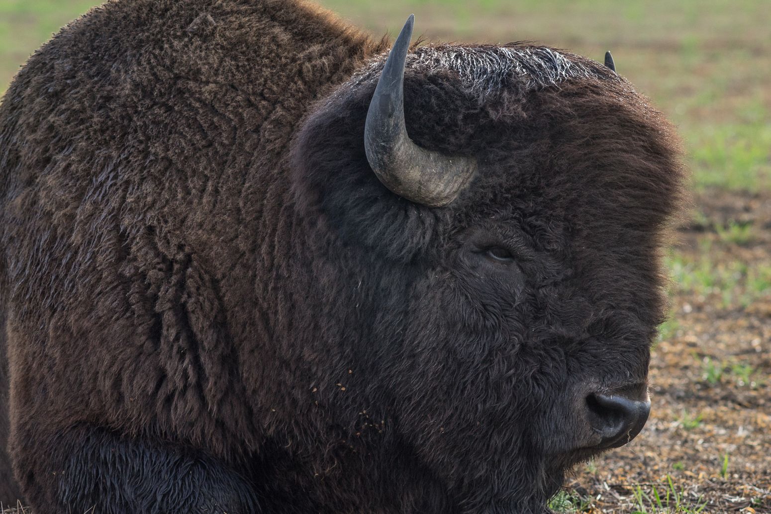 Bison in Grand Teton NP, Wyoming, USA