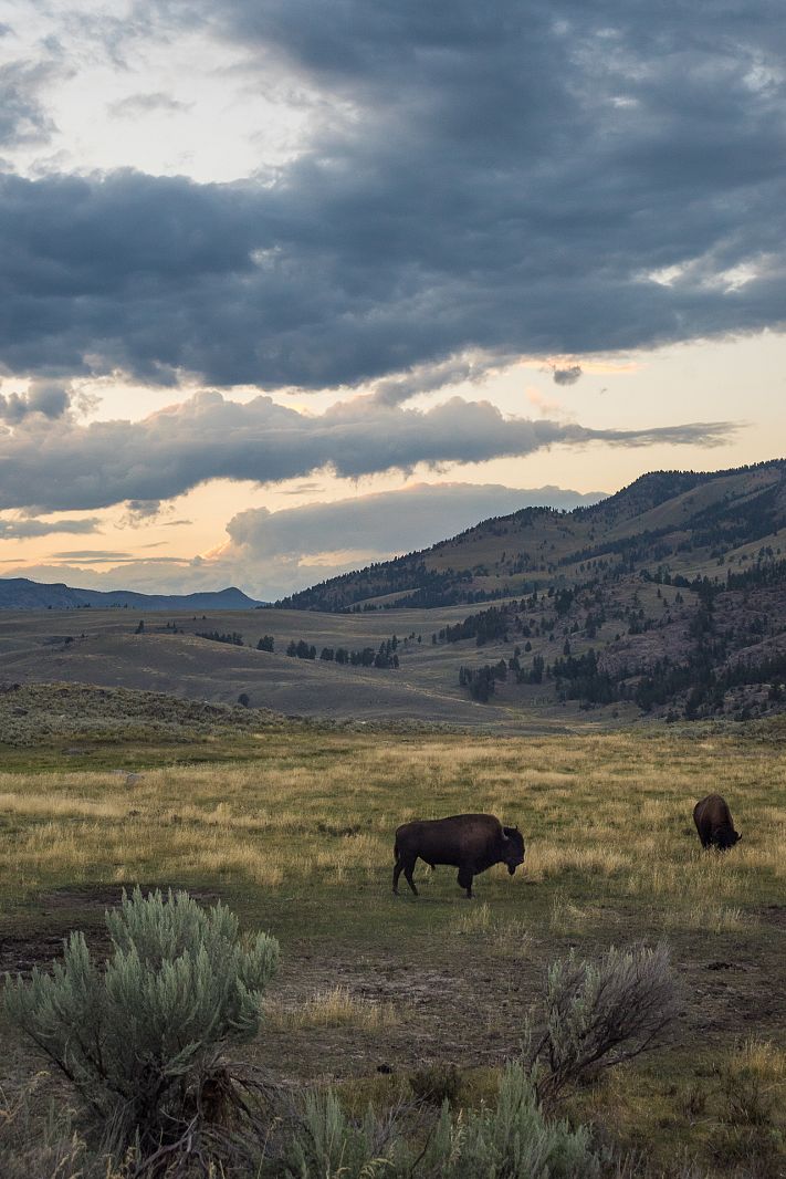 Bisons in Lamar Valley, Yellowstone NP, Wyoming, USA