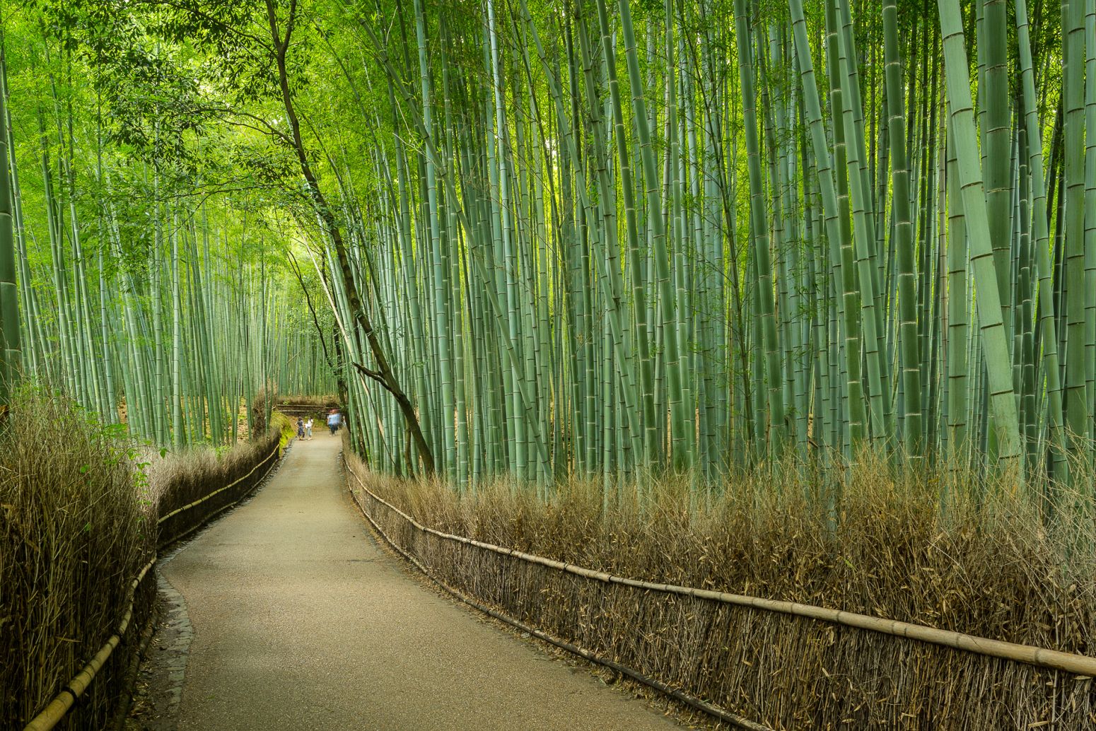 Arashiyama Bamboo Grove, Kyoto, Japan