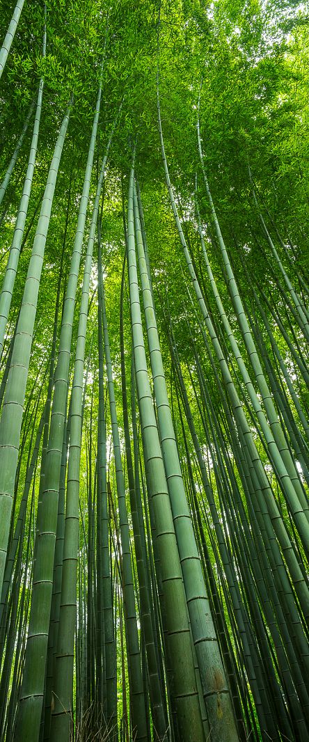 Arashiyama Bamboo Grove, Kyoto, Japan