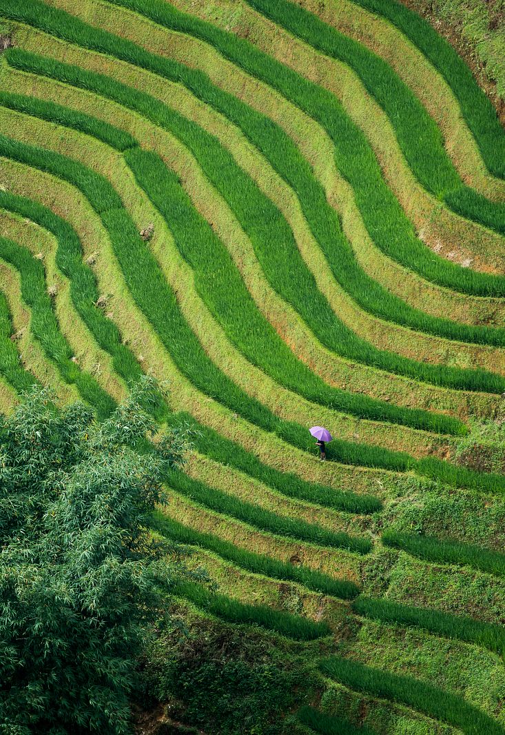 Sapa rice fields, Vietnam