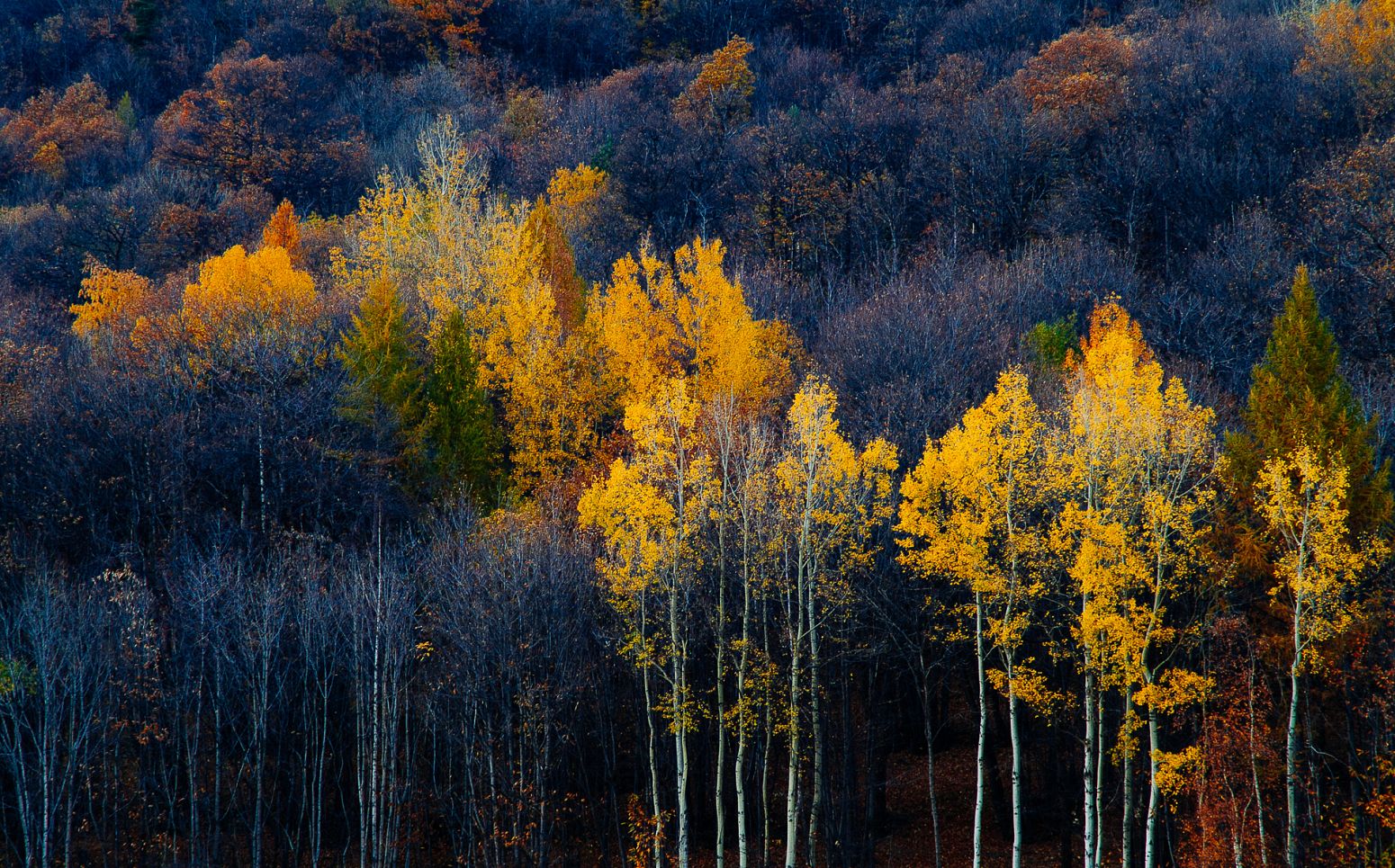 Autumn colours aroung Giaglione, Torino, Italy