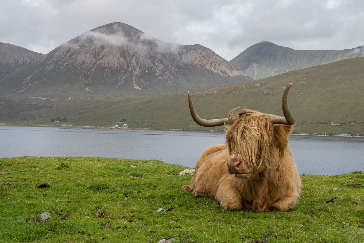 An Highland cow on Isle of Skye, Scotland