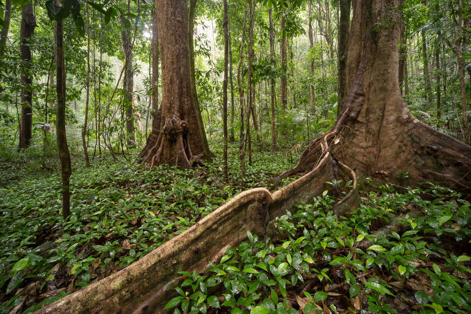 Mossman Gorge, Queensland, Australia