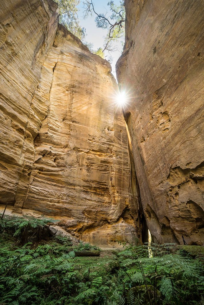 The Ampitheatre in Carnarvon Gorge, Carnarvon NP, Queensland, Australia
