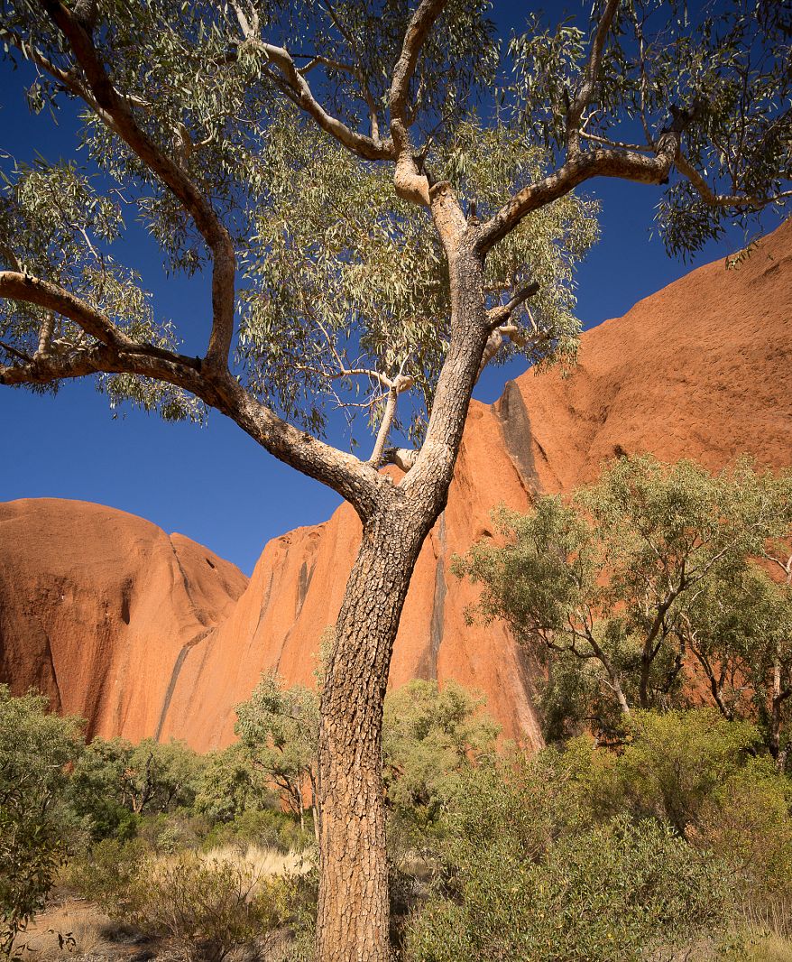 Mala Walk Trail, Uluru, Northern Territory, Australia